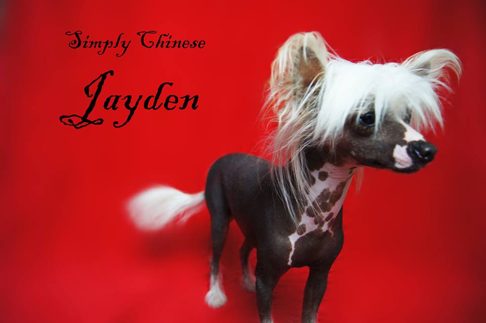 Simply Chinese Jayden